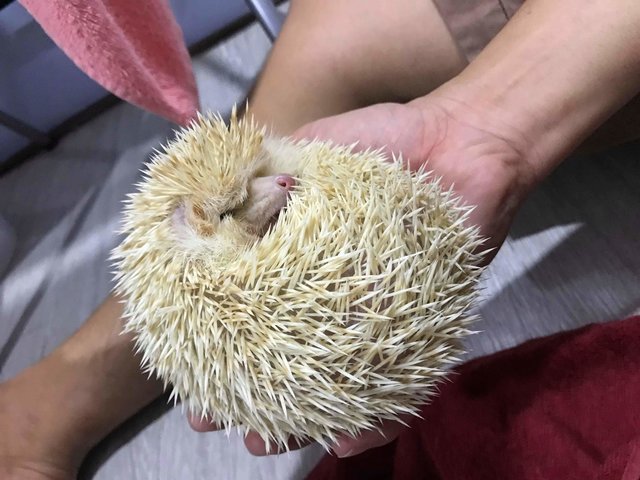 Kim Chi - Hedgehog Small & Furry