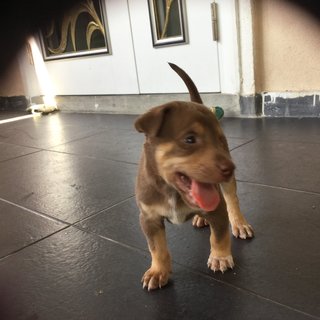 Milo - Mixed Breed Dog