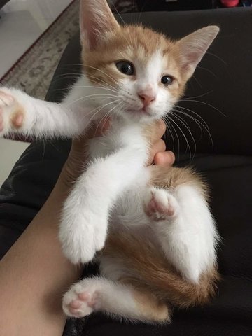 4 Kittens Open For Adoption (No Name) - Domestic Medium Hair Cat