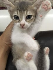 dusty gray & white (female)