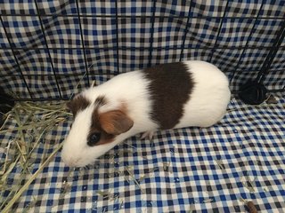 Meiji - Guinea Pig Small & Furry