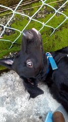 Louie - Labrador Retriever Mix Dog