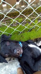 Louie - Labrador Retriever Mix Dog