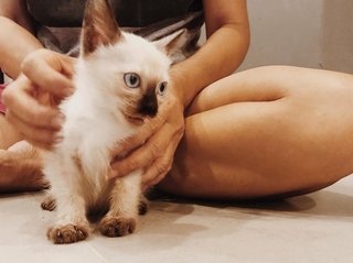 Little Siam White - Siamese Cat