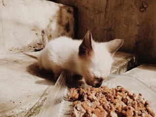 Little Siam White - Siamese Cat