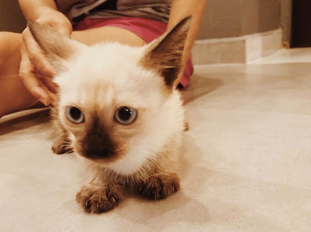 Little Siam White - Siamese Cat