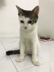 Mambo - Domestic Short Hair Cat