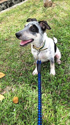 Elsa - Dalmatian Mix Dog