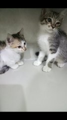 Zeal &amp; Zax - American Shorthair Cat