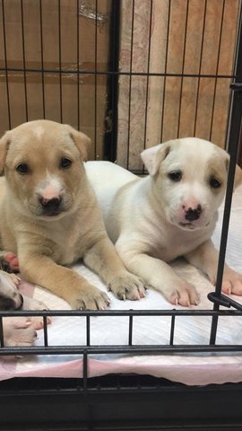 Golddy, Minnie - Mixed Breed Dog