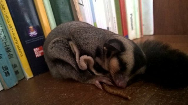 Lulu - Sugar Glider Small & Furry