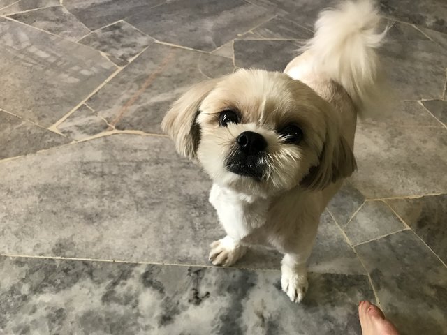 Paris - Shih Tzu Dog