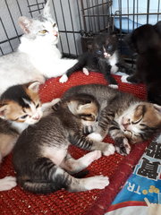 5 Kittens - Domestic Short Hair Cat