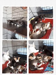 5 Kittens - Domestic Short Hair Cat