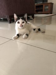 Active Kitten - Domestic Medium Hair + Domestic Short Hair Cat