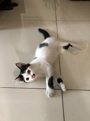 Active Kitten - Domestic Medium Hair + Domestic Short Hair Cat