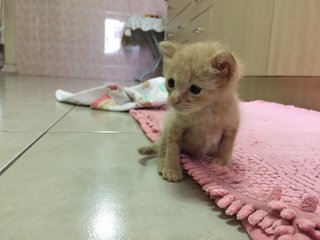 Sunkist  - Domestic Short Hair Cat