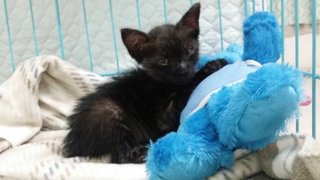 Black Star - Domestic Medium Hair Cat