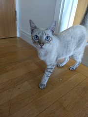 Blue - Domestic Medium Hair Cat