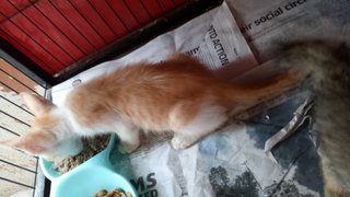 Dsh Female - Domestic Short Hair Cat