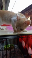 Dsh Female - Domestic Short Hair Cat