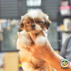 2quality Female Shih Tzu Puppies - Shih Tzu Dog