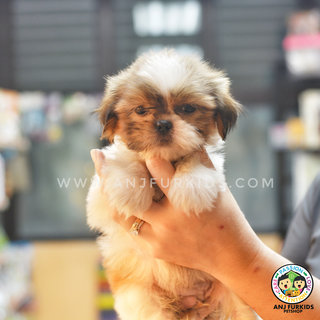 2quality Female Shih Tzu Puppies - Shih Tzu Dog