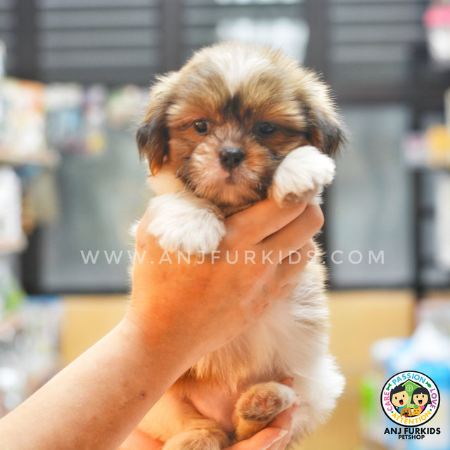 2quality Female Shih Tzu Puppies - Shih Tzu Dog