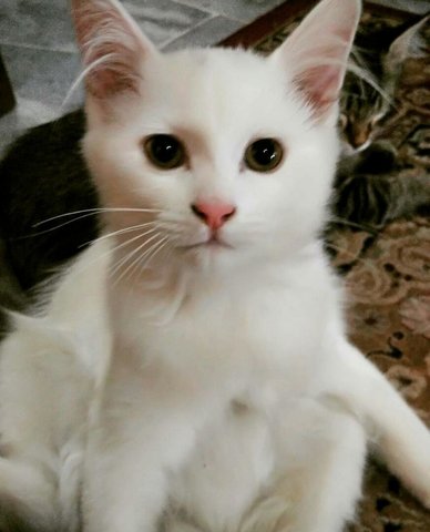 Lucy - Domestic Medium Hair + Turkish Angora Cat