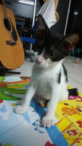 Oreo Black White Kitten - Domestic Short Hair Cat