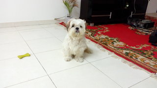 Puffy - Shih Tzu Dog