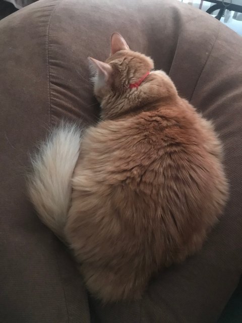 Fat Emma - Domestic Medium Hair Cat