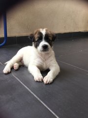 Jelly Bean - Mixed Breed Dog