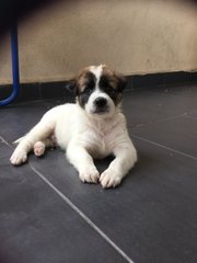 Jelly Bean - Mixed Breed Dog