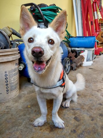 Niku - Mixed Breed Dog