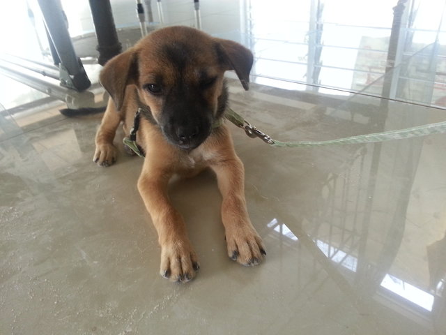 3i Fora - Mixed Breed Dog