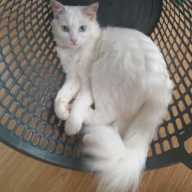 Abu, The Odd Eye Silky White Madame - Domestic Long Hair Cat