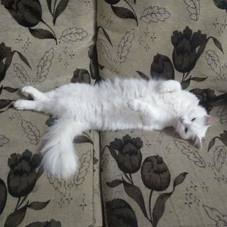 Abu, The Odd Eye Silky White Madame - Domestic Long Hair Cat