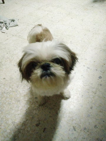 Junior - Shih Tzu Dog