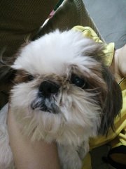 Junior - Shih Tzu Dog