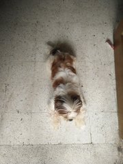 Junior - Shih Tzu Dog