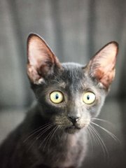 Shuri - Wakanda Kitten - Domestic Short Hair Cat