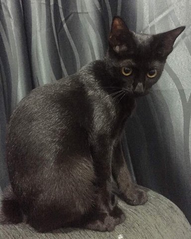 Shuri - Wakanda Kitten - Domestic Short Hair Cat