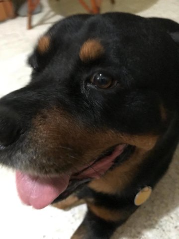 Happy (黑皮) - Rottweiler Mix Dog