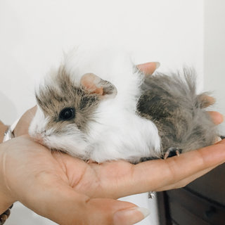 Wesley  - Guinea Pig Small & Furry