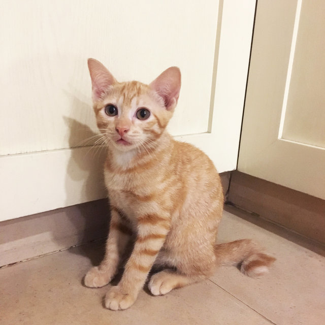 Honey - Domestic Short Hair Cat