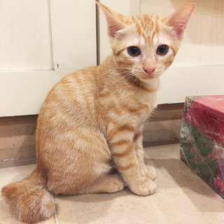 Honey - Domestic Short Hair Cat