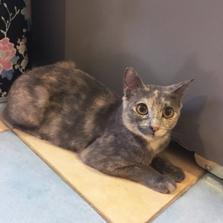 Peppa - Domestic Short Hair + Tortoiseshell Cat