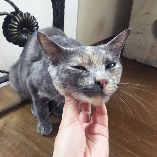 Peppa - Domestic Short Hair + Tortoiseshell Cat