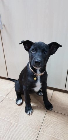 Charcoal- Girl - Mixed Breed Dog